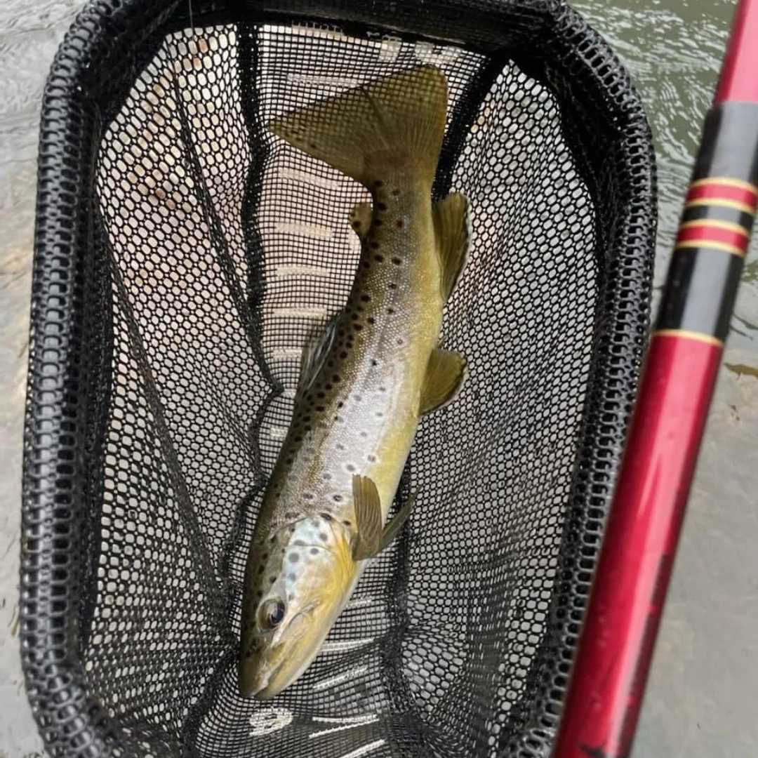 Akai Samurai Triple Zoom Tenkara Rod 11–13 ft