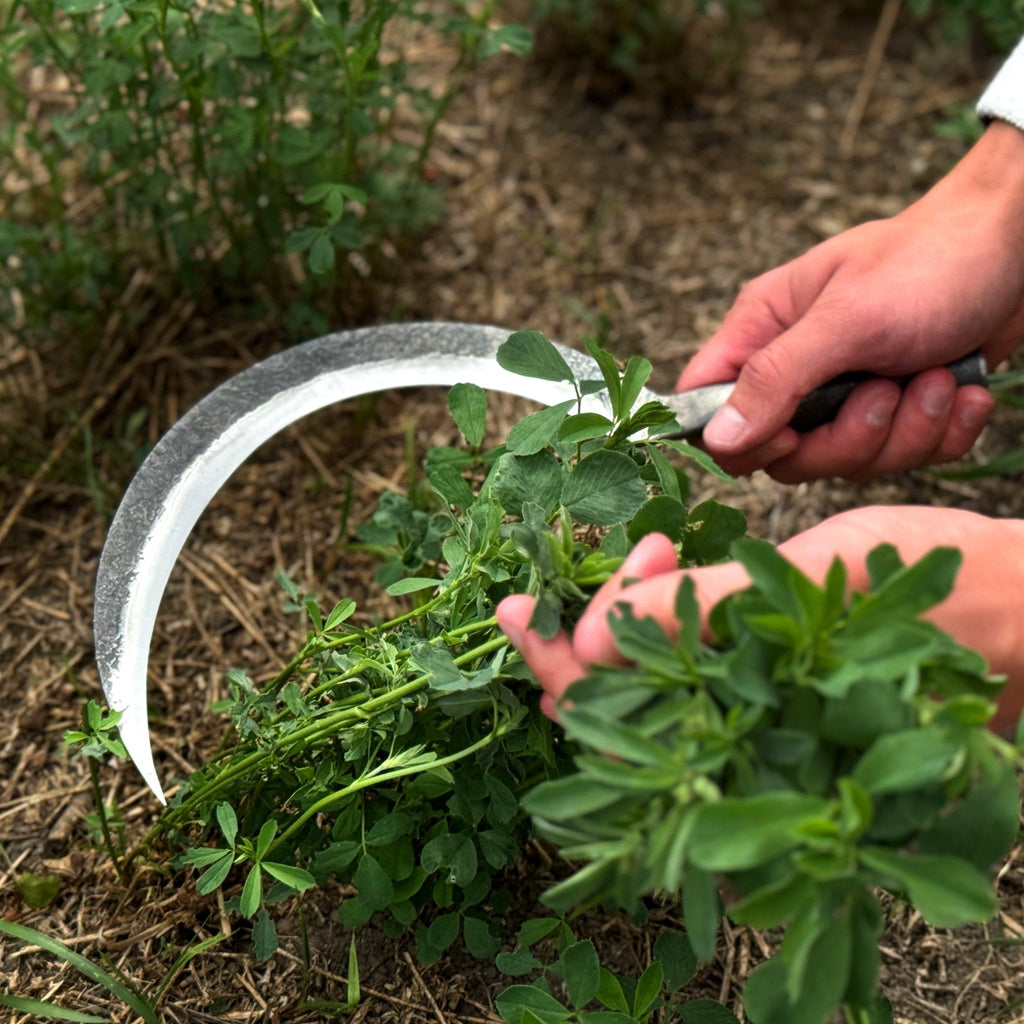 Hand-forged large sickle from Sharky Forged Steel Tools, 19 cm (7.5 inches) with curved blade for harvesting or gardening.