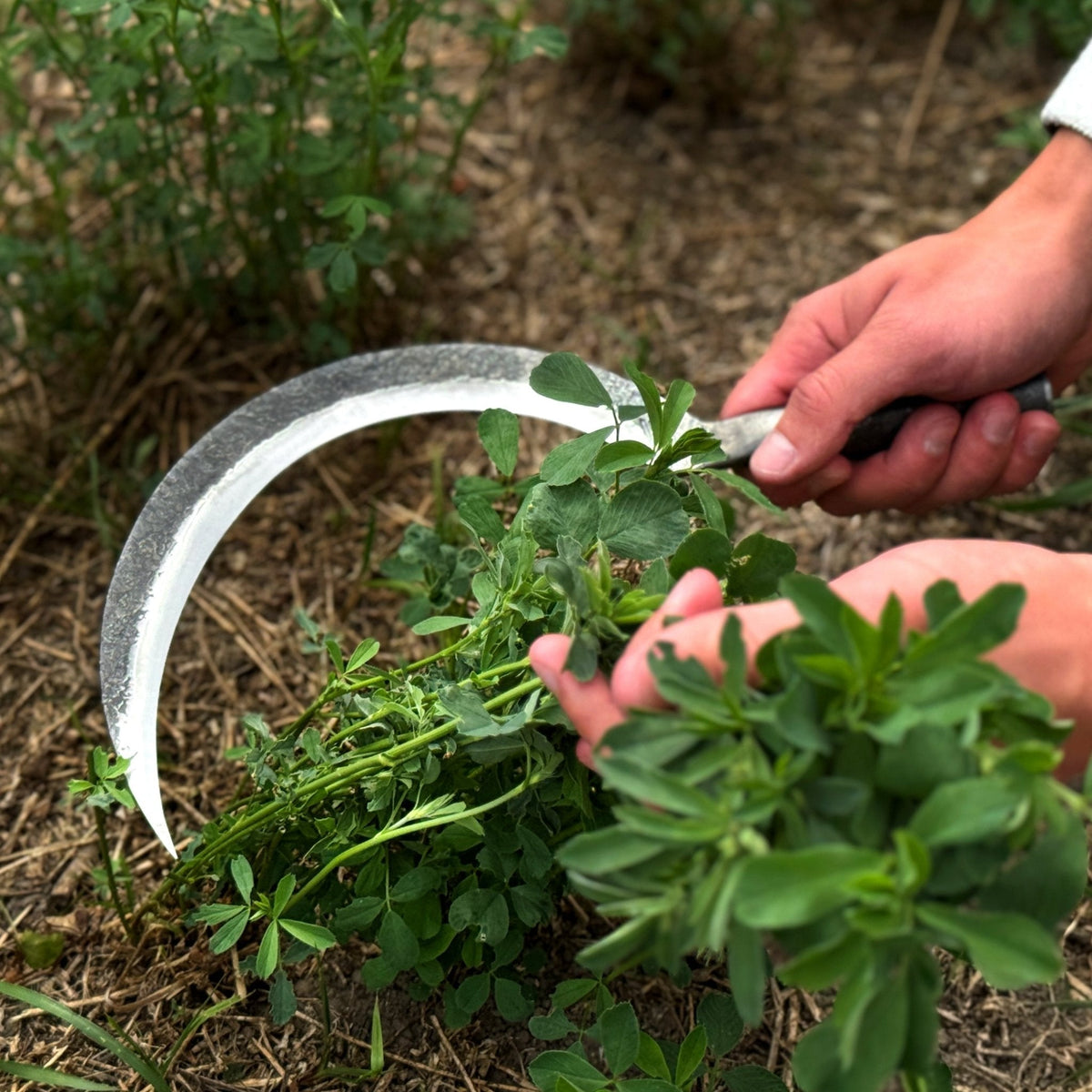 Hand-forged large sickle from Sharky Forged Steel Tools, 19 cm (7.5 inches) with curved blade for harvesting or gardening.
