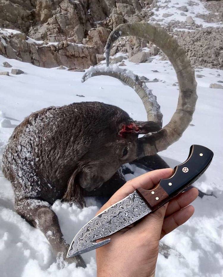 Handmade Damascus steel hunting guthook skinning knife with 8-inch blade, rosewood and bull horn handle, leather sheath.